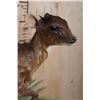Image 5 : *Rarely Seen" Life-sized BATES"S PYGMY ANTELOPE on a Decorative Wall Base