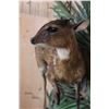 Image 6 : *Rarely Seen" Life-sized BATES"S PYGMY ANTELOPE on a Decorative Wall Base