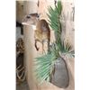 Image 8 : *Rarely Seen" Life-sized BATES"S PYGMY ANTELOPE on a Decorative Wall Base