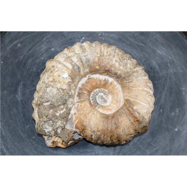 Raw AMMONITE Fossil Specimen