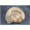 Image 1 : Raw AMMONITE Fossil Specimen