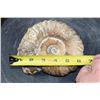 Image 2 : Raw AMMONITE Fossil Specimen