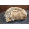 Image 3 : Raw AMMONITE Fossil Specimen