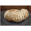 Image 4 : Raw AMMONITE Fossil Specimen