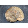 Image 5 : Raw AMMONITE Fossil Specimen