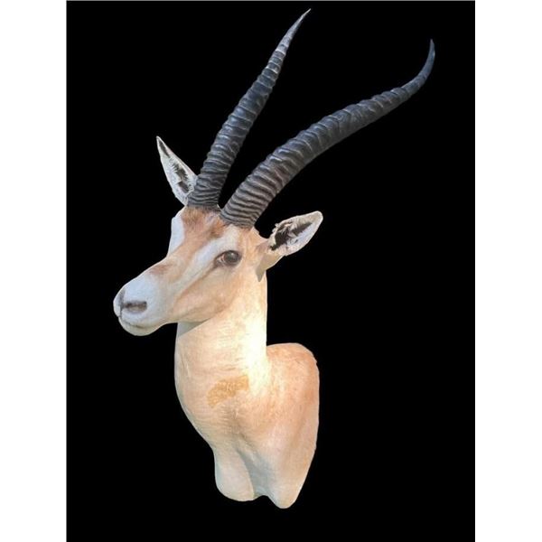 African GRANT'S GAZELLE Shoulder Mount