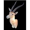Image 1 : African GRANT'S GAZELLE Shoulder Mount