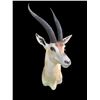 Image 2 : African GRANT'S GAZELLE Shoulder Mount
