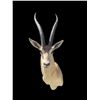 Image 3 : African GRANT'S GAZELLE Shoulder Mount