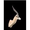 Image 5 : African GRANT'S GAZELLE Shoulder Mount
