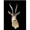 Image 6 : African GRANT'S GAZELLE Shoulder Mount