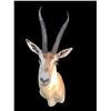 Image 7 : African GRANT'S GAZELLE Shoulder Mount