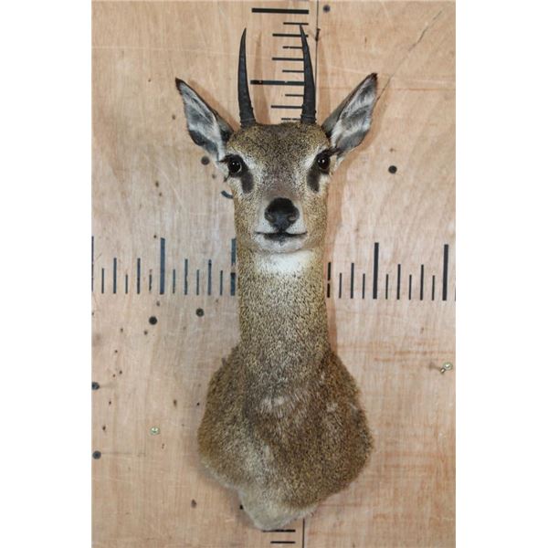KLIPSPRINGER Shoulder Mount