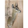 Image 2 : KLIPSPRINGER Shoulder Mount