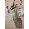 Image 3 : KLIPSPRINGER Shoulder Mount