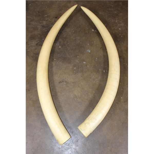 Set of (2) Reproduction ELEPHANT Tusks