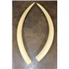 Image 1 : Set of (2) Reproduction ELEPHANT Tusks