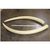 Image 2 : Set of (2) Reproduction ELEPHANT Tusks