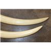 Image 3 : Set of (2) Reproduction ELEPHANT Tusks