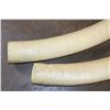 Image 5 : Set of (2) Reproduction ELEPHANT Tusks