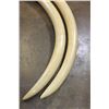 Image 7 : Set of (2) Reproduction ELEPHANT Tusks