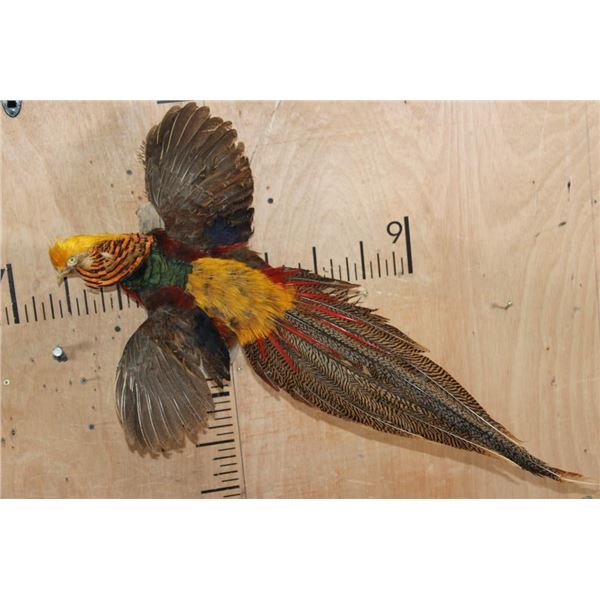 "Flying" GOLDEN PHEASANT Mounted on a Natural Wood Hanging Base
