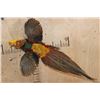 Image 1 : "Flying" GOLDEN PHEASANT Mounted on a Natural Wood Hanging Base