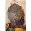 Image 4 : "Flying" GOLDEN PHEASANT Mounted on a Natural Wood Hanging Base