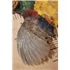 Image 5 : "Flying" GOLDEN PHEASANT Mounted on a Natural Wood Hanging Base