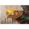 Image 7 : "Flying" GOLDEN PHEASANT Mounted on a Natural Wood Hanging Base