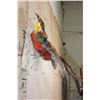 Image 8 : "Flying" GOLDEN PHEASANT Mounted on a Natural Wood Hanging Base