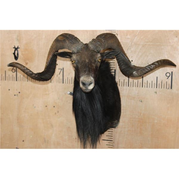 XL BLACK HAWAIIAN Sheep Ram Shoulder Mount