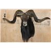Image 1 : XL BLACK HAWAIIAN Sheep Ram Shoulder Mount