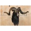 Image 2 : XL BLACK HAWAIIAN Sheep Ram Shoulder Mount