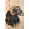 Image 3 : XL BLACK HAWAIIAN Sheep Ram Shoulder Mount
