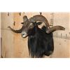 Image 4 : XL BLACK HAWAIIAN Sheep Ram Shoulder Mount