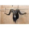Image 5 : XL BLACK HAWAIIAN Sheep Ram Shoulder Mount