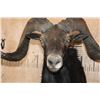 Image 6 : XL BLACK HAWAIIAN Sheep Ram Shoulder Mount