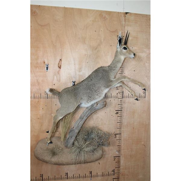Life-sized VAAL RHEBOK on a Decorative Wall Base