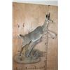 Image 1 : Life-sized VAAL RHEBOK on a Decorative Wall Base