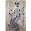 Image 2 : Life-sized VAAL RHEBOK on a Decorative Wall Base