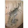 Image 3 : Life-sized VAAL RHEBOK on a Decorative Wall Base