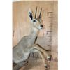 Image 5 : Life-sized VAAL RHEBOK on a Decorative Wall Base