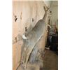 Image 6 : Life-sized VAAL RHEBOK on a Decorative Wall Base