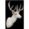 Image 2 : Pale East Texas 9-Point WHITETAIL DEER Shoulder Mount