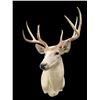 Image 3 : Pale East Texas 9-Point WHITETAIL DEER Shoulder Mount