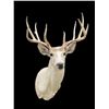 Image 4 : Pale East Texas 9-Point WHITETAIL DEER Shoulder Mount