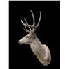 Image 5 : Pale East Texas 9-Point WHITETAIL DEER Shoulder Mount