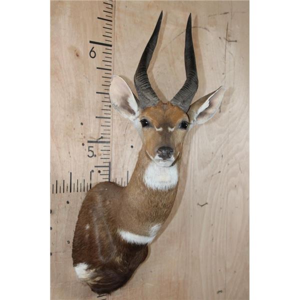 Big BUSHBUCK Shoulder Mount