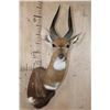 Image 1 : Big BUSHBUCK Shoulder Mount